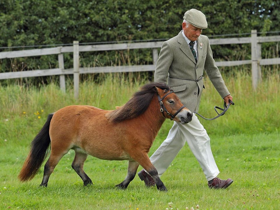 Shetland Pony